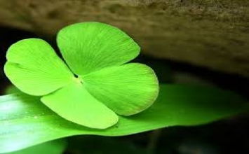 Hãy lựa chọn cách sống cho riêng mình